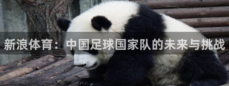 新浪体育：中国足球国家队的未来与挑战