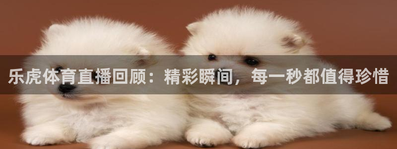 乐虎体育直播回顾：精彩瞬间，每一秒都值得珍惜